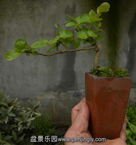 DSCN1179_.jpg