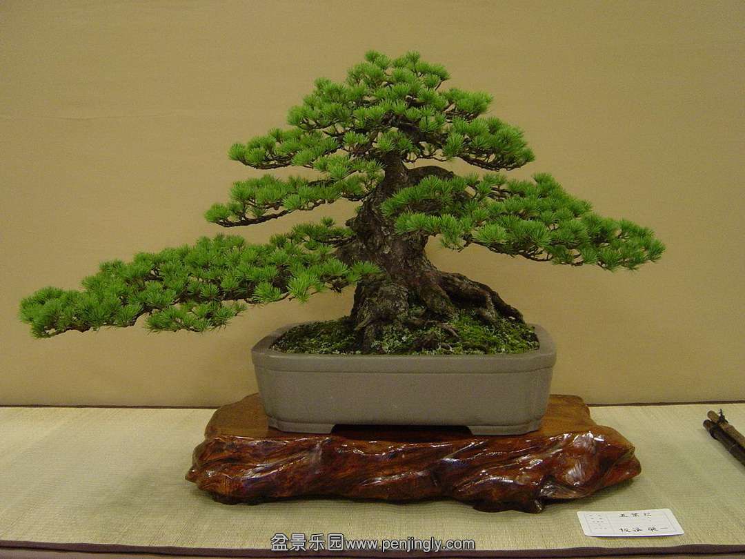 bonsai.jpg