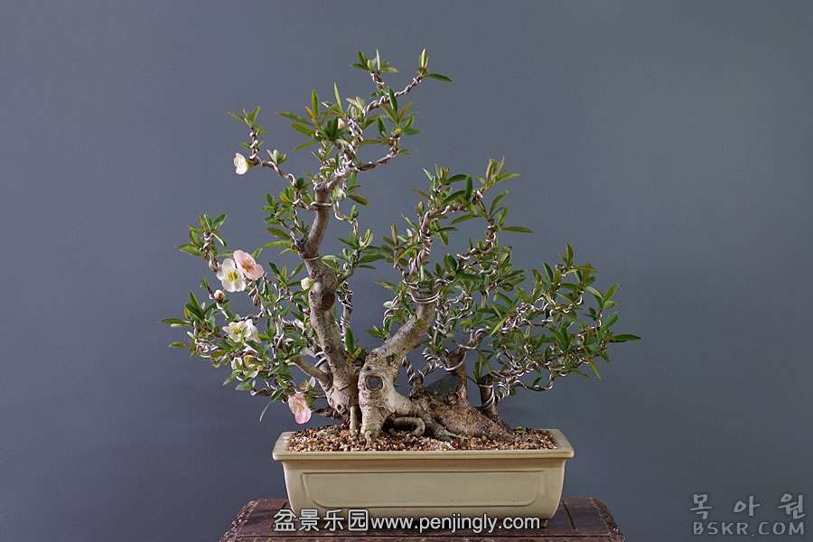 DSCF4764.jpg