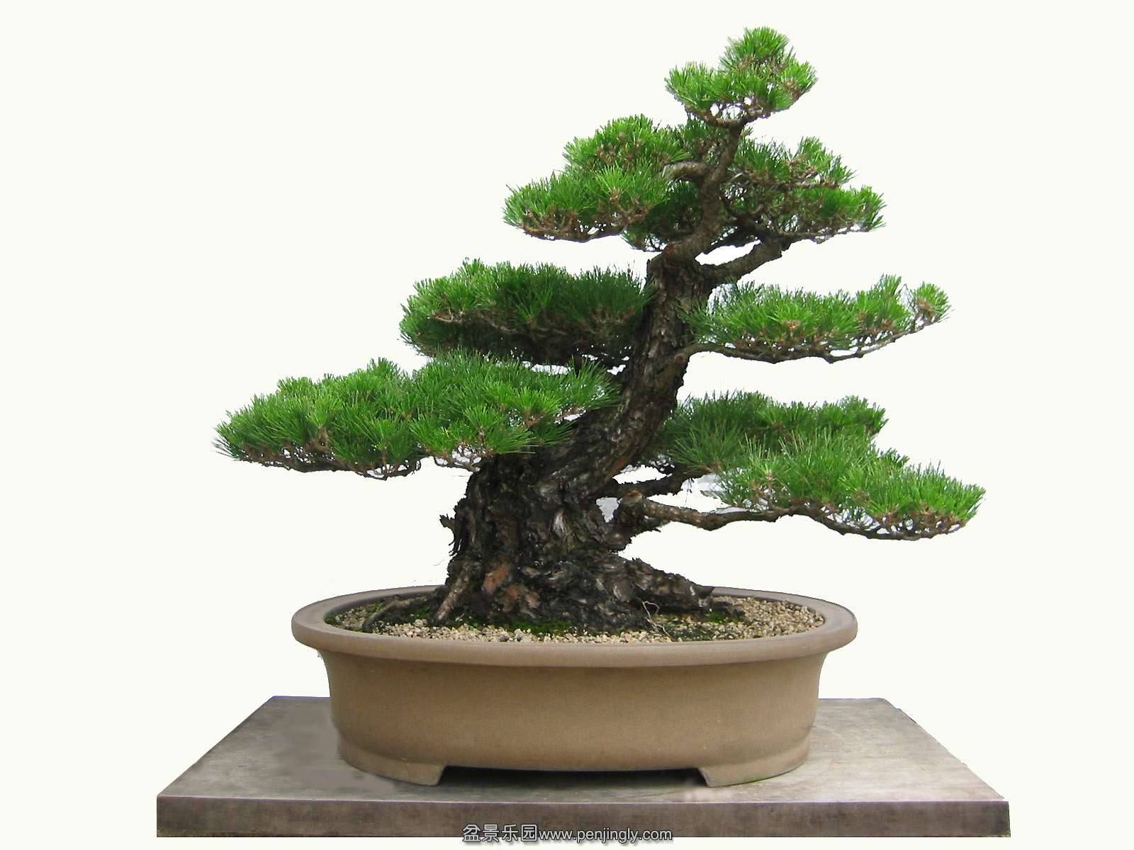 mainbonsai.jpg