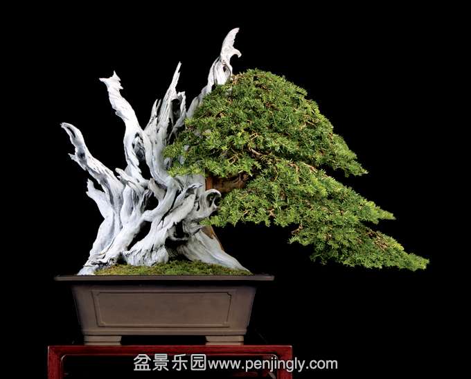 yew1.jpg
