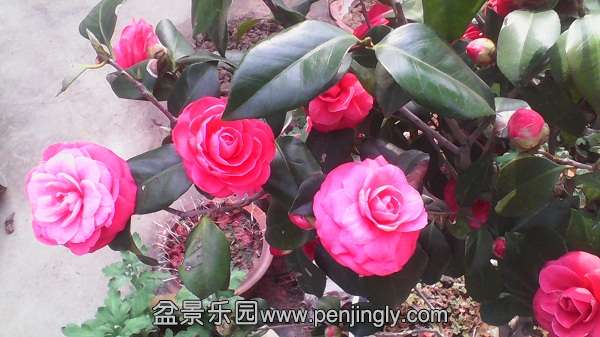 IMG_20140326_141129.jpg