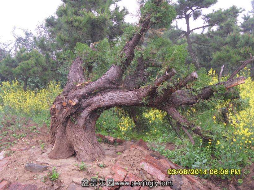 SDC13224.JPG