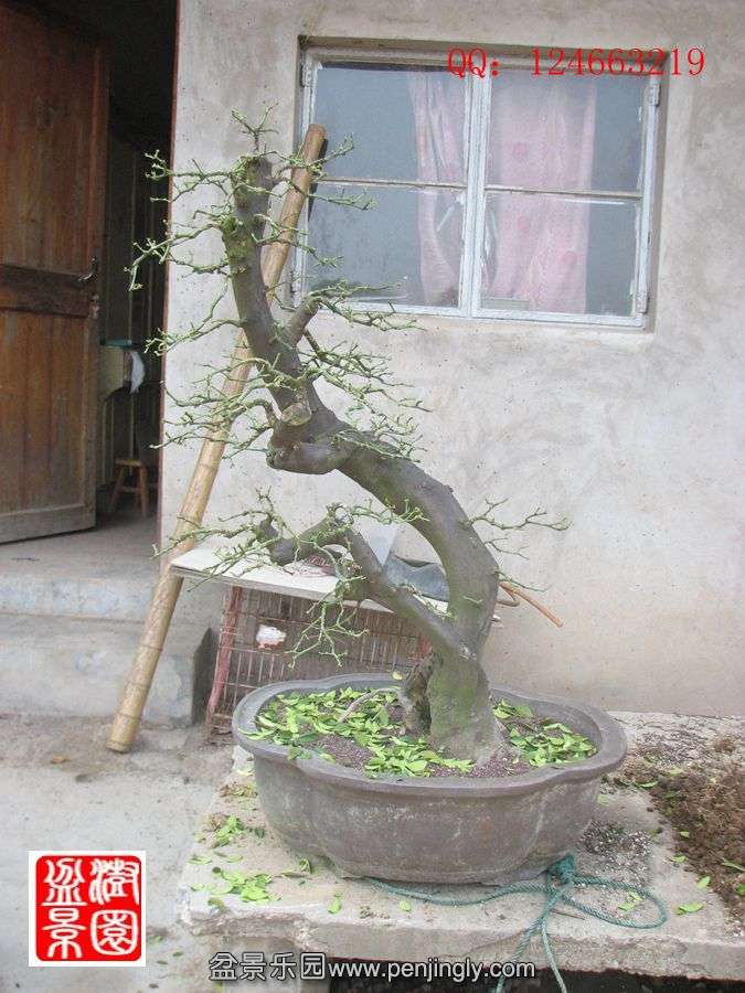 IMG_1071_.jpg