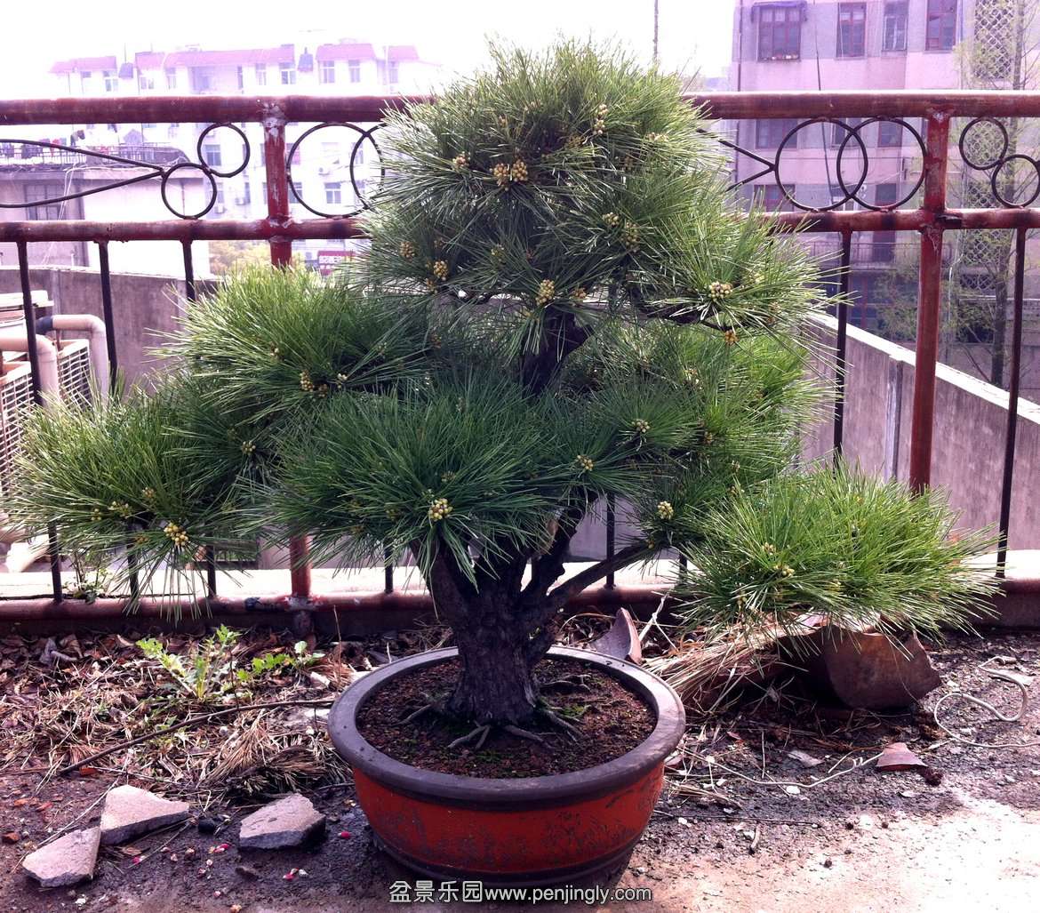 Ƭ 005.jpg