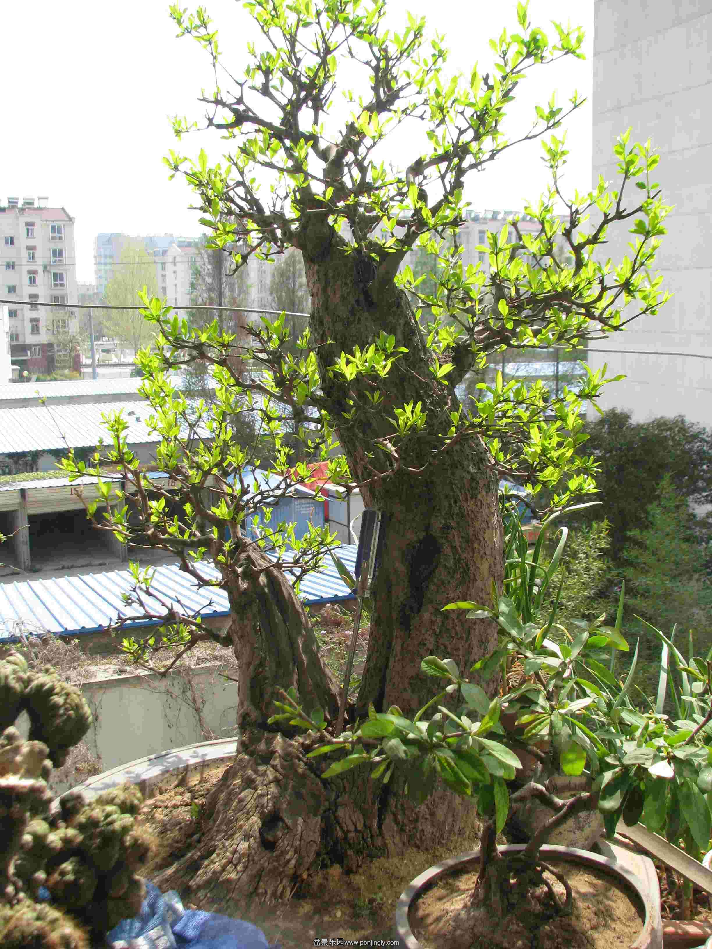 IMG_5849.JPG
