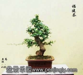 100B8140__.JPG