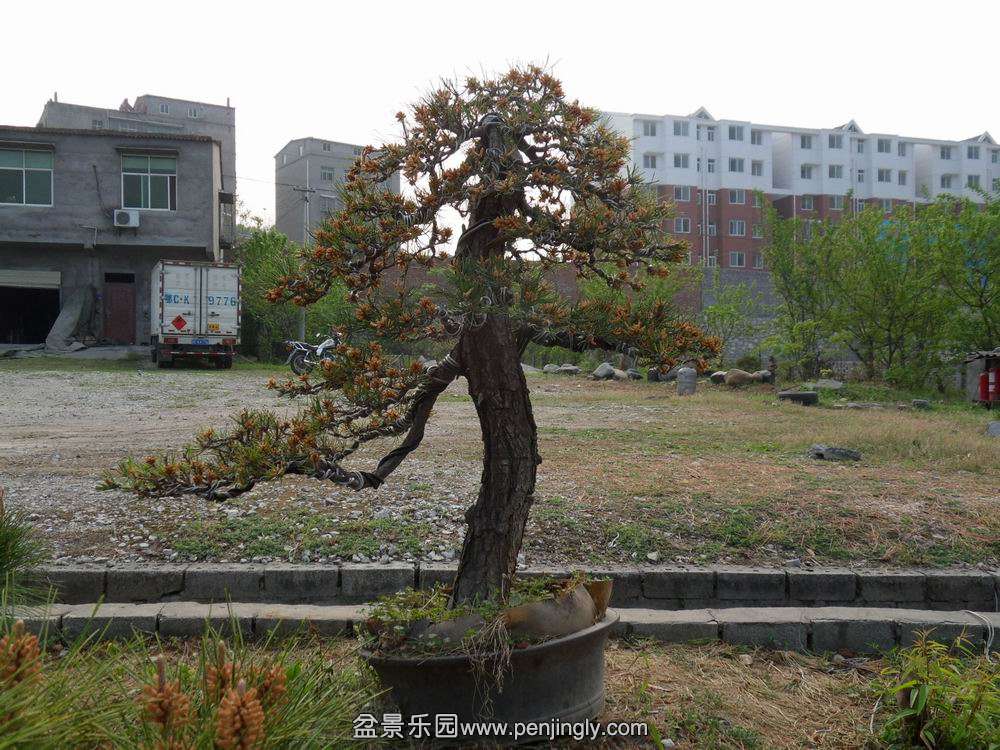 SDC11236.JPG