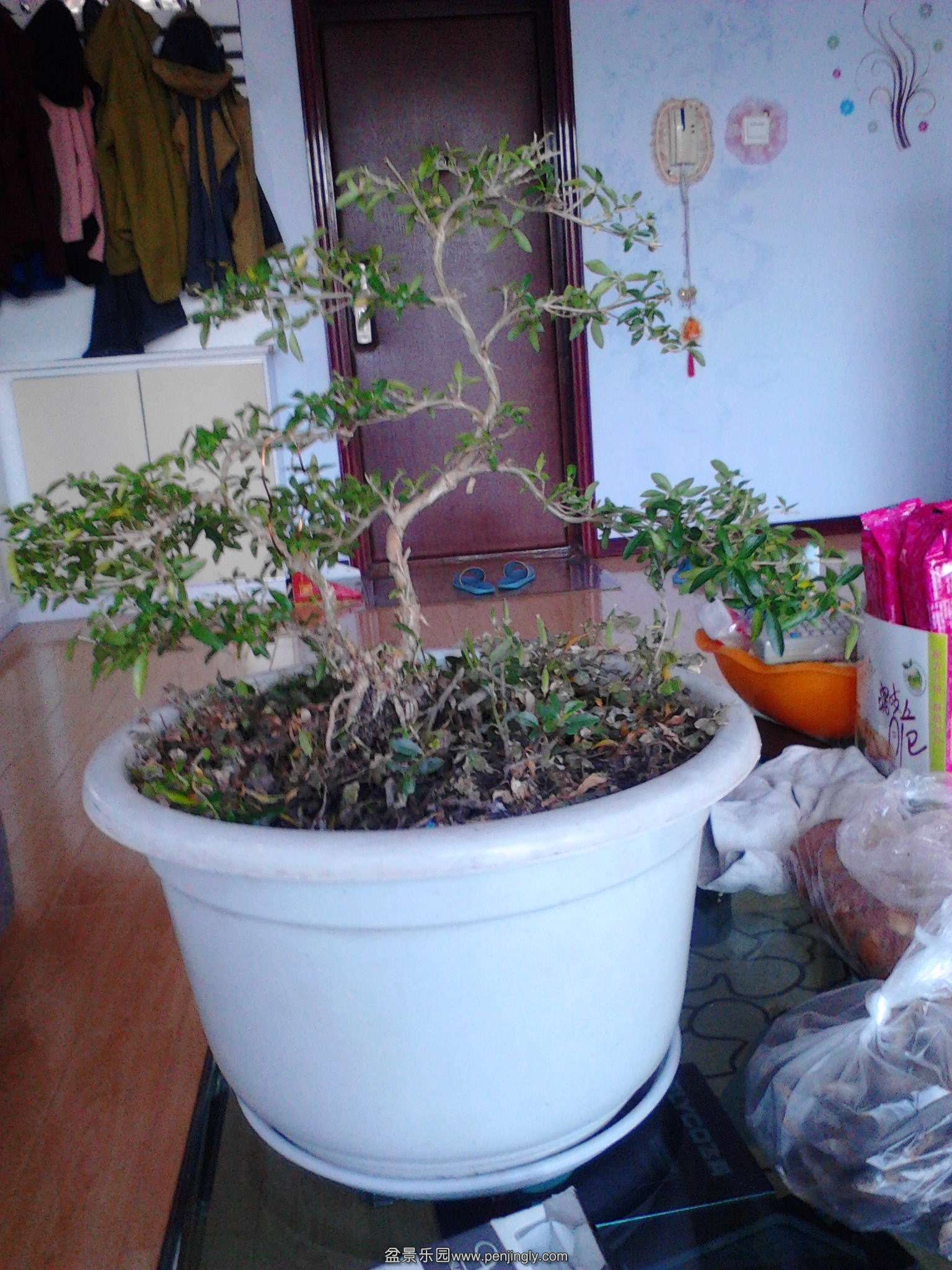 IMG20140318008.jpg