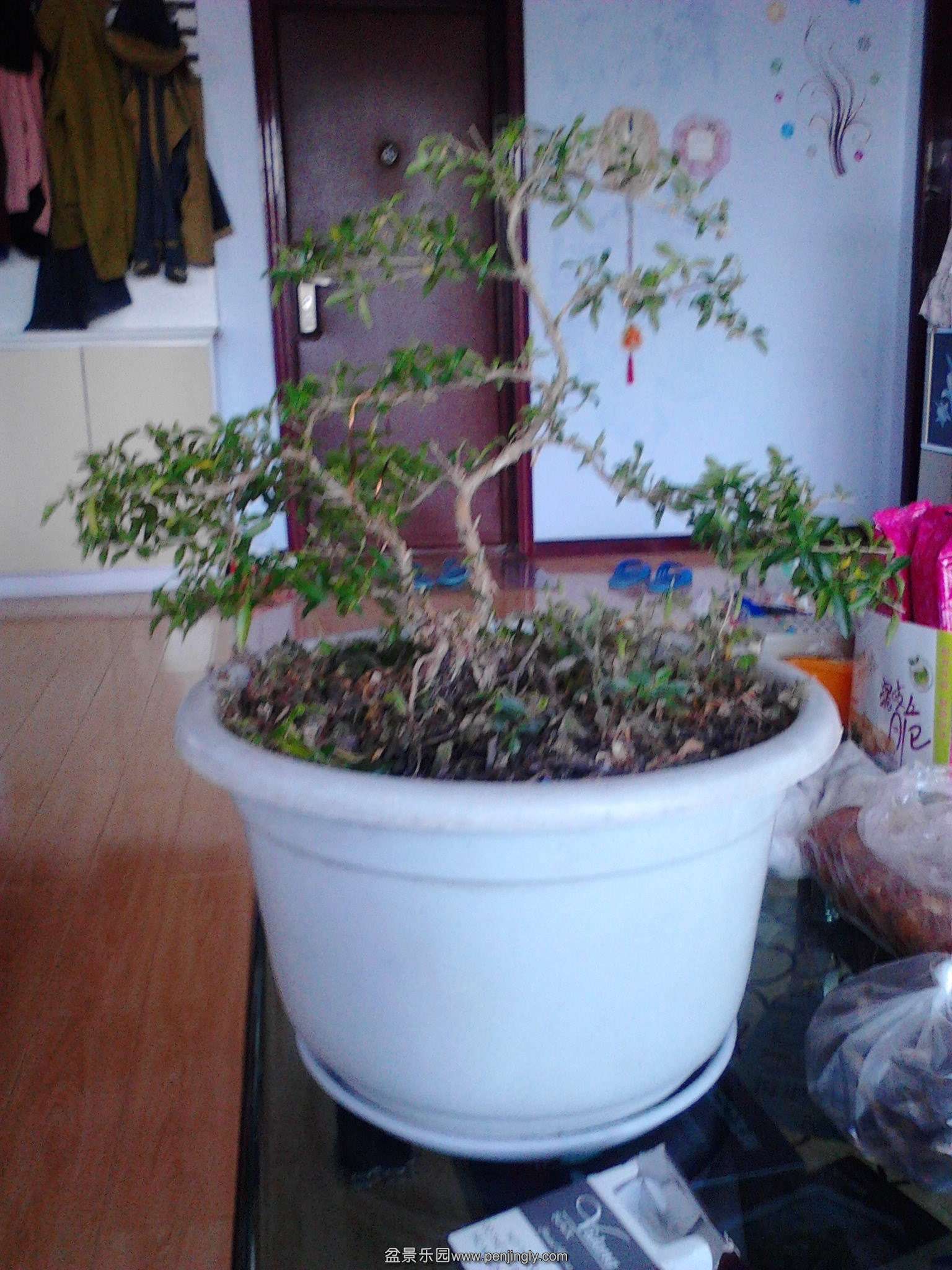 IMG20140318009.jpg
