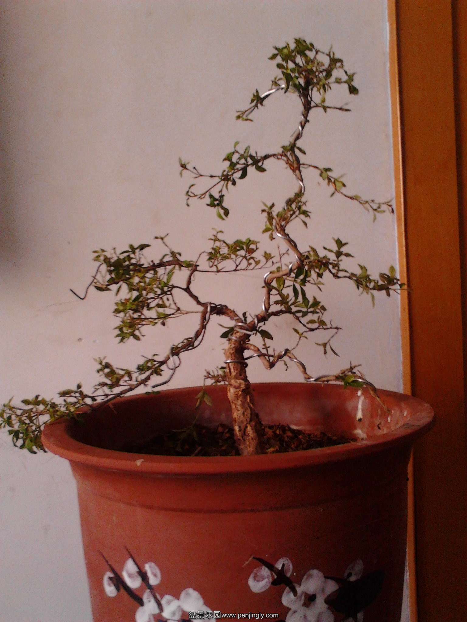 IMG20140403001.jpg