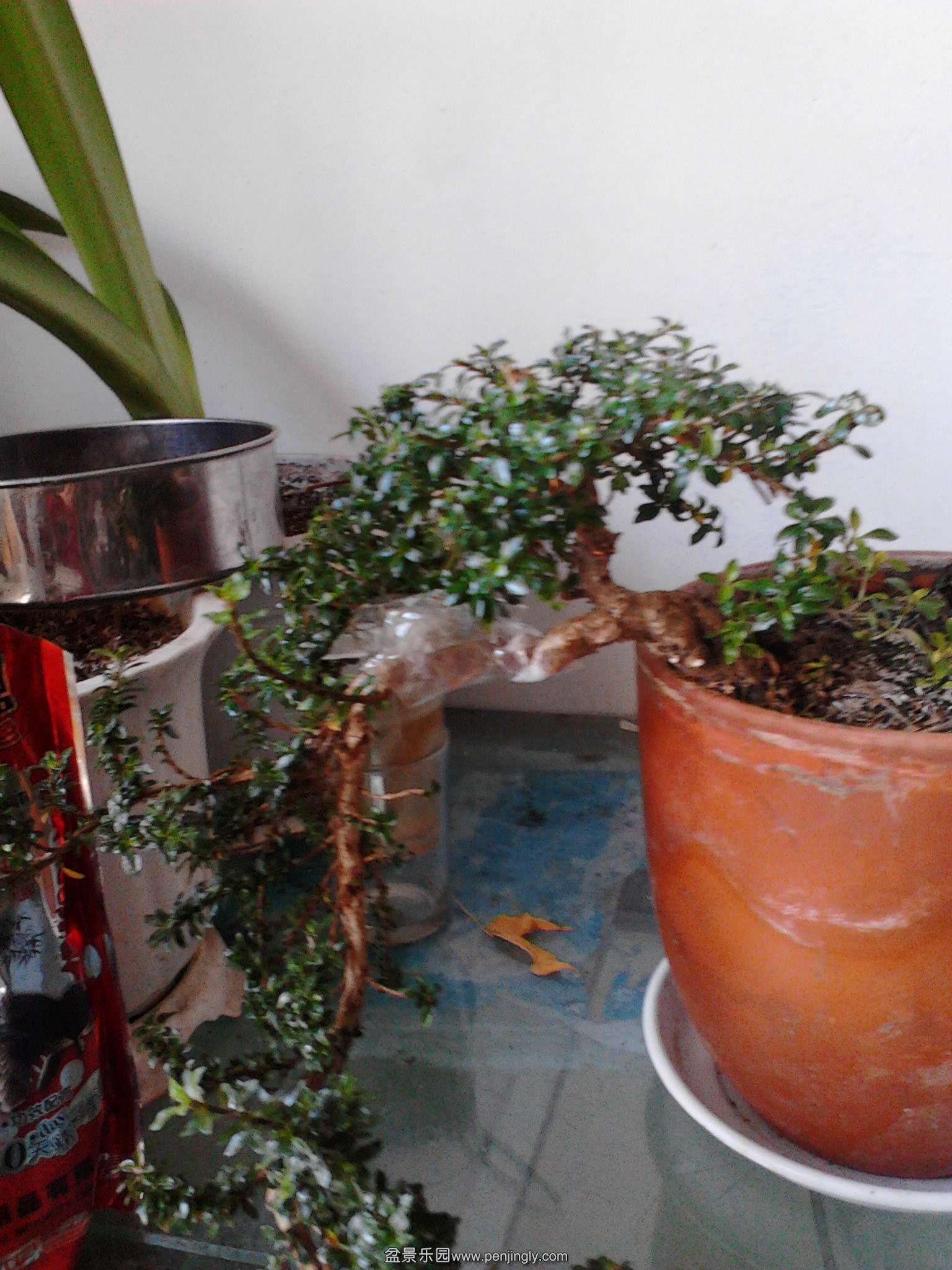 IMG20140405002.jpg