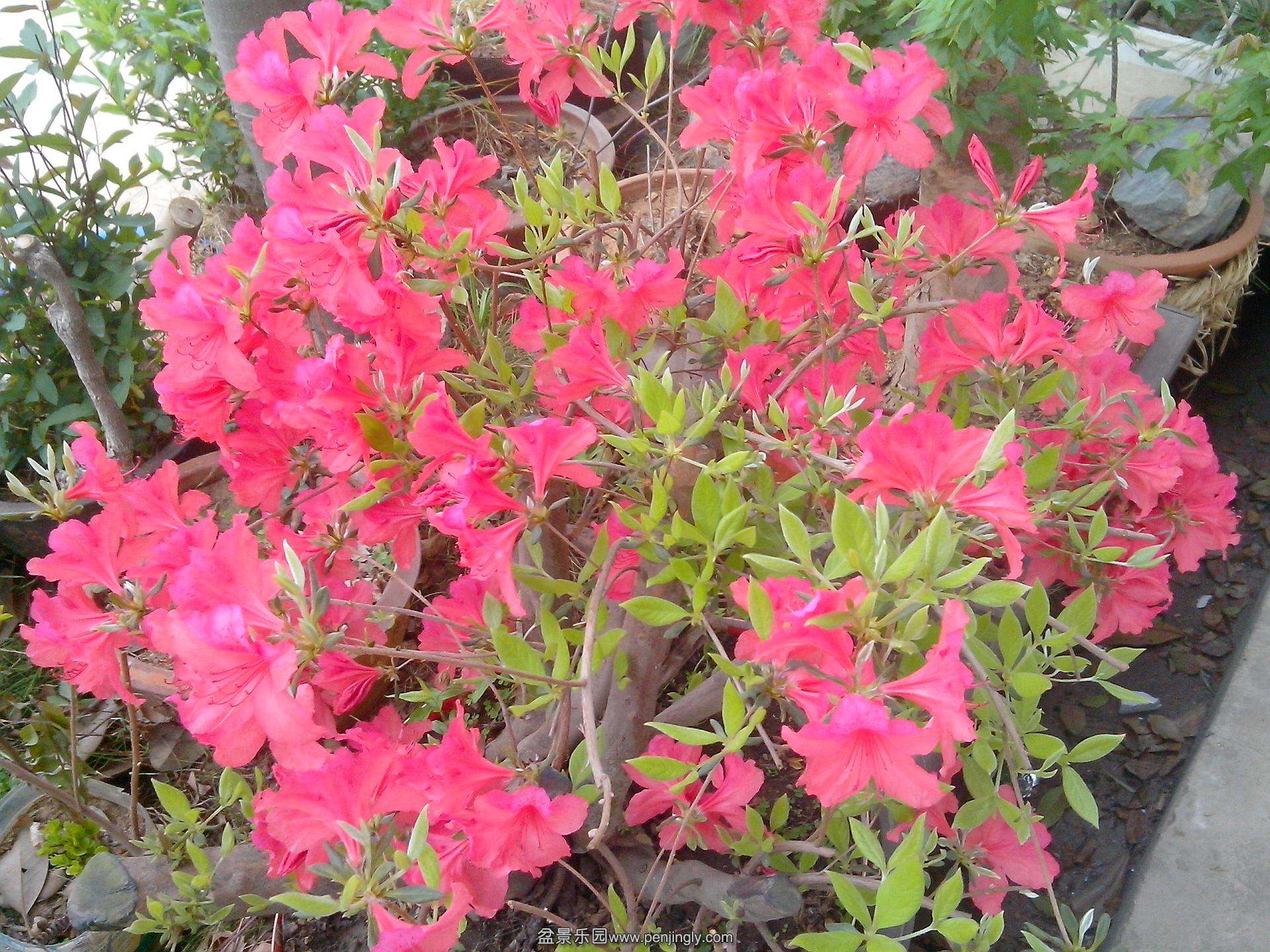 IMG20140406003.jpg