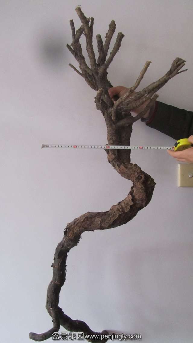 psbCAL8P23M.jpg