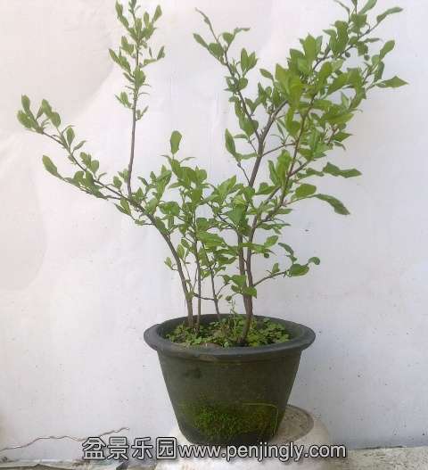 201404062400.jpg