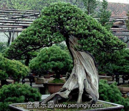 oldest-bonsai-tree1.jpg