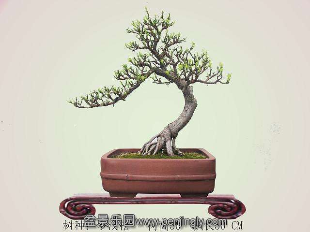 ���� �޺���1.jpg