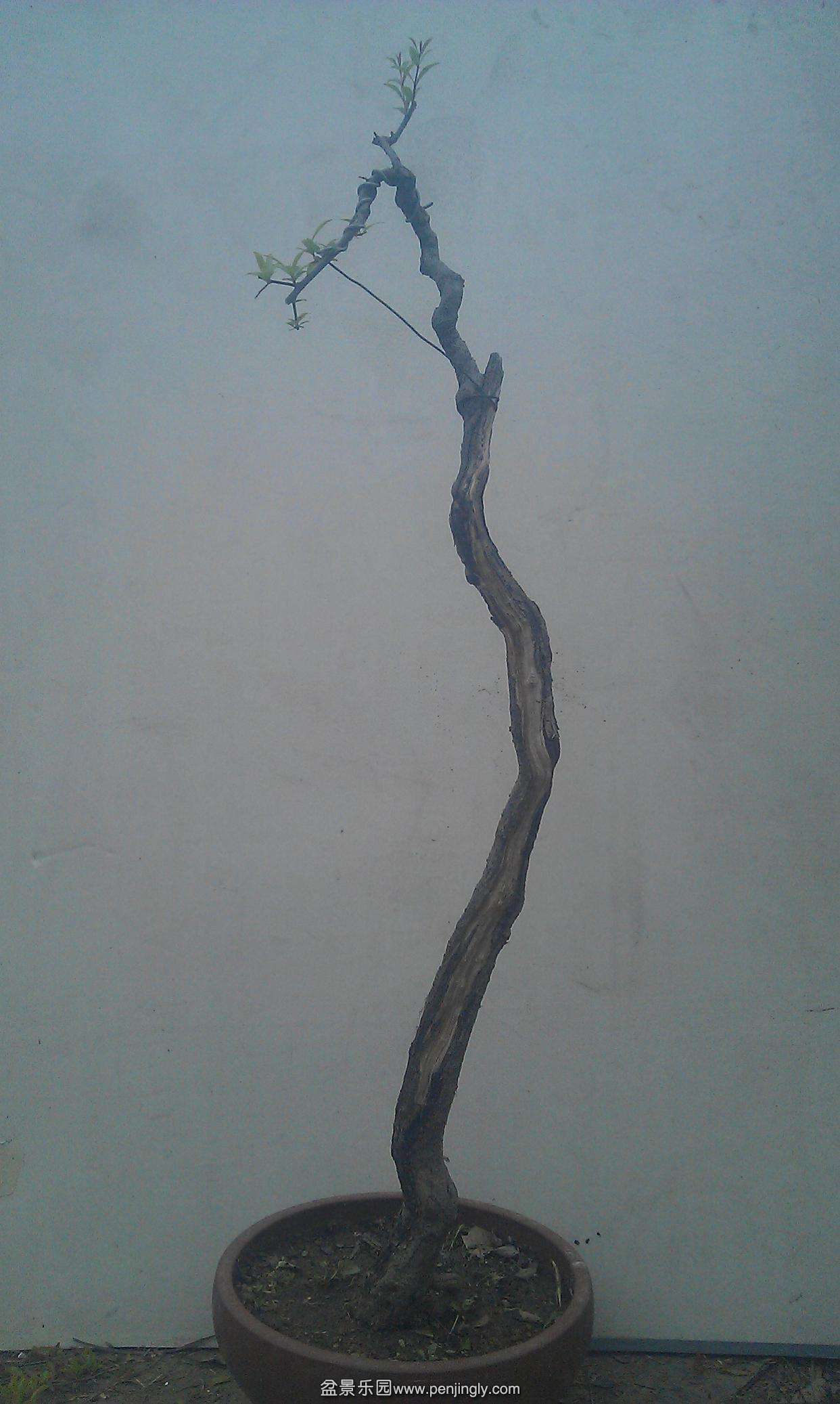 IMAG1375.jpg