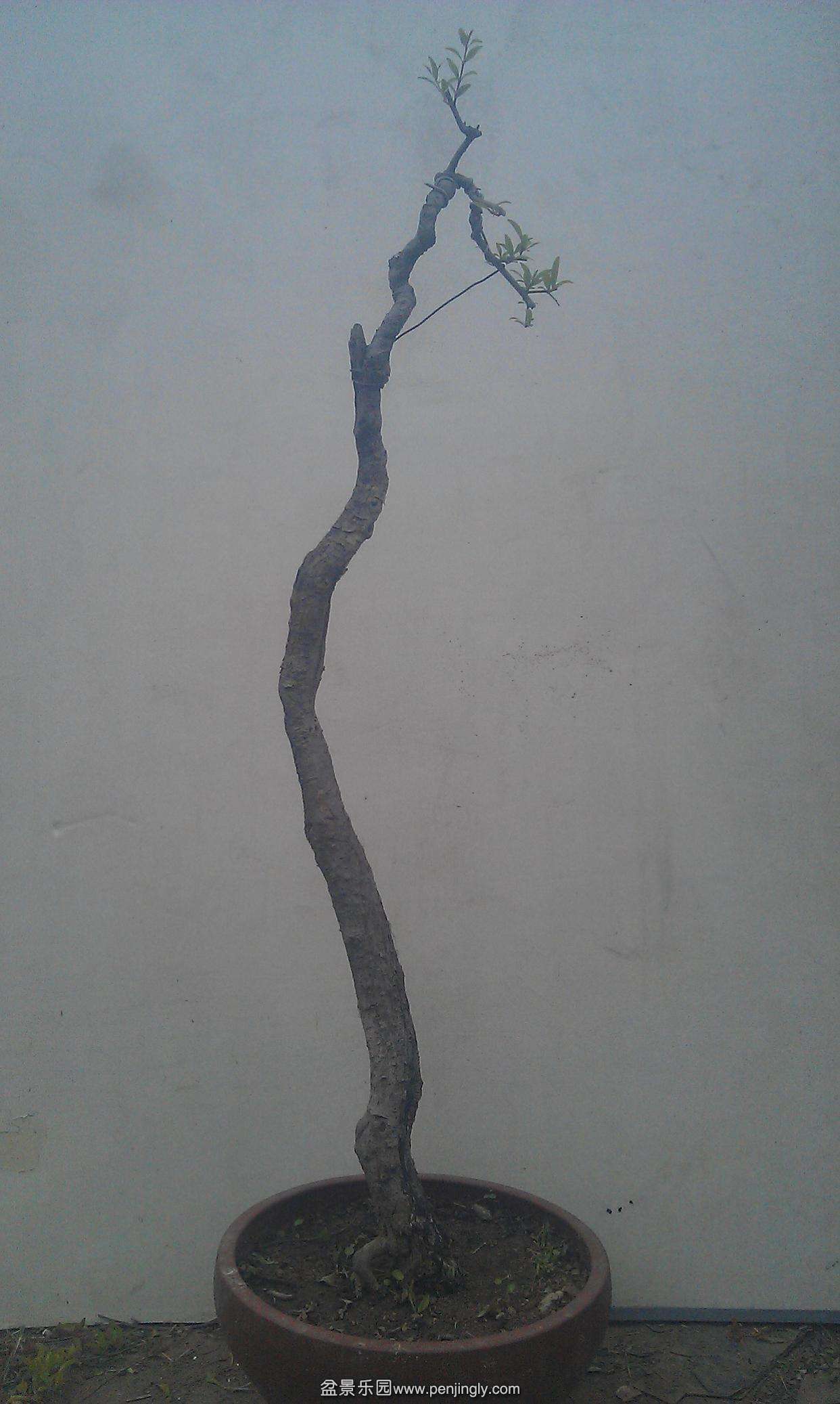IMAG1376.jpg