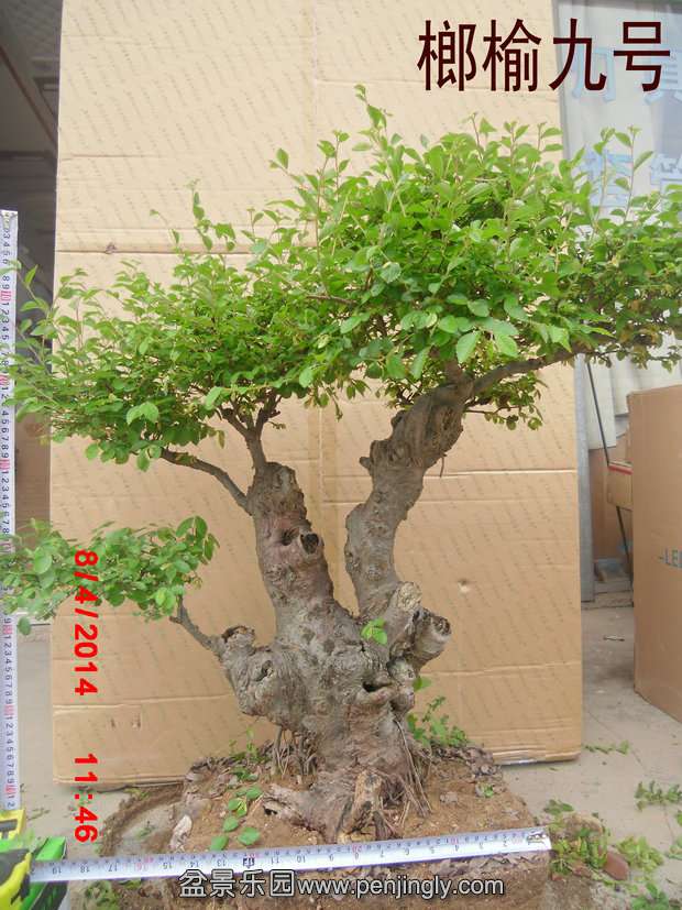 CIMG0671.JPG