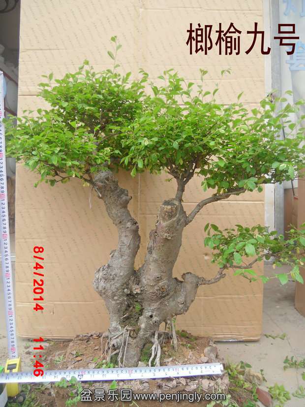 CIMG0672.JPG