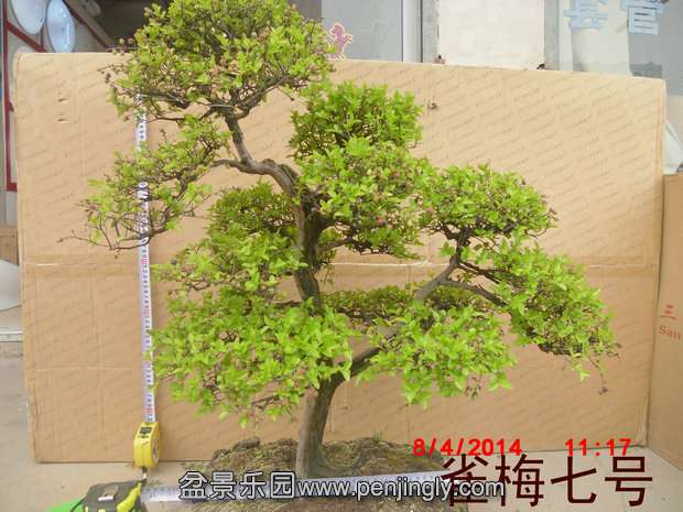 CIMG0640.JPG