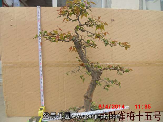 CIMG0660.JPG