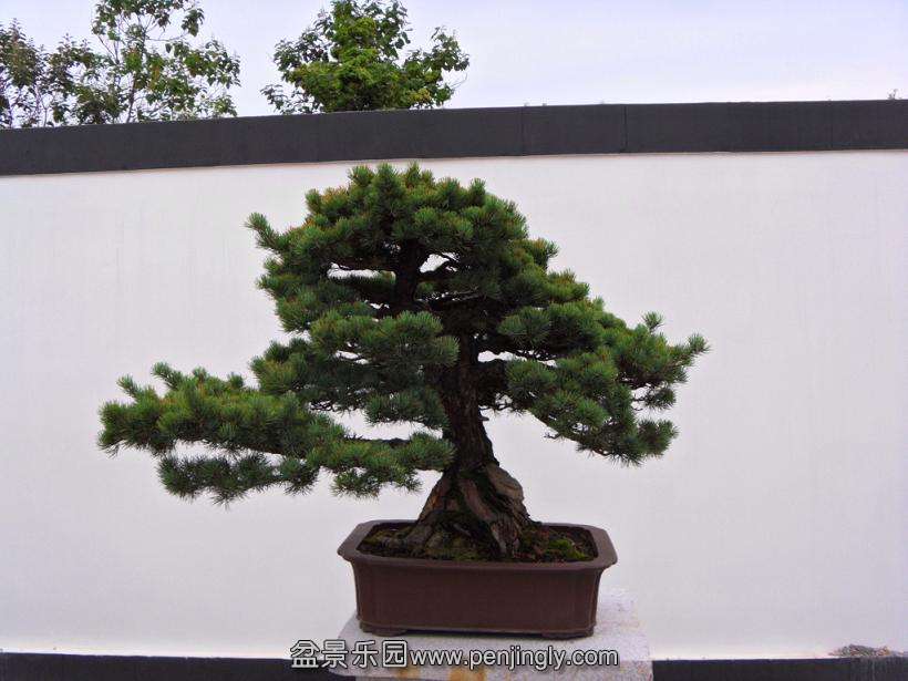 SDC12998.JPG