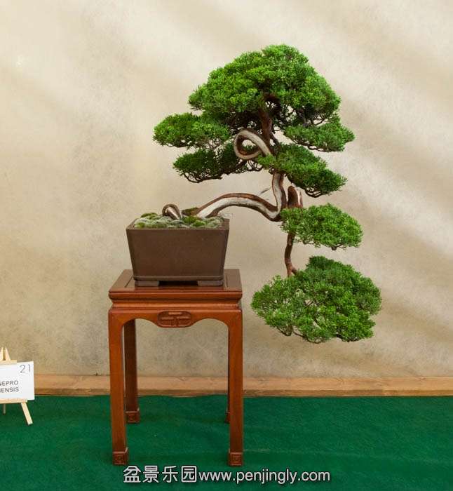 Arco Bonsai 2013 (18).jpg
