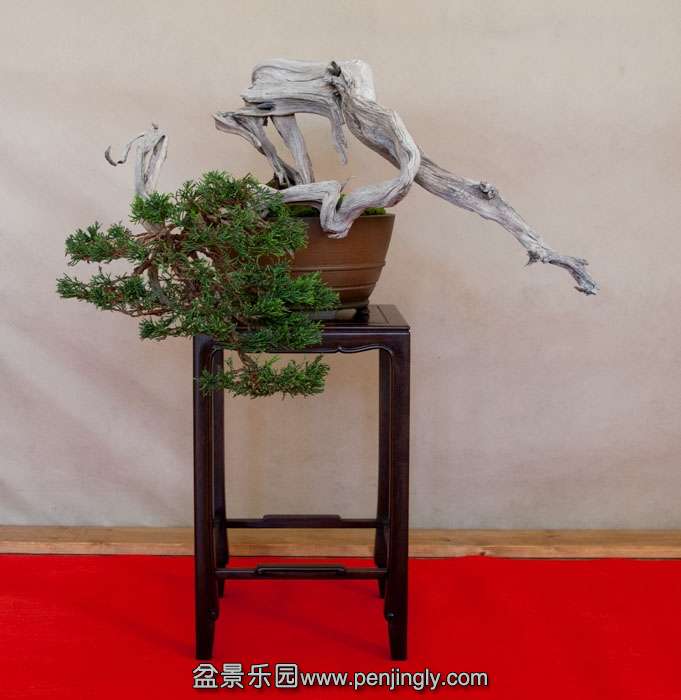 Arco Bonsai 2013 (29).jpg