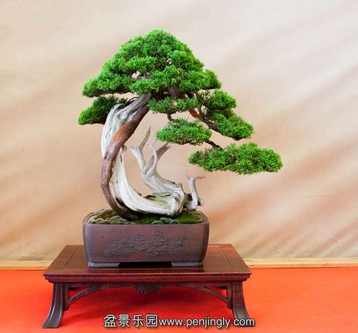 Arco Bonsai 2013 (37).jpg