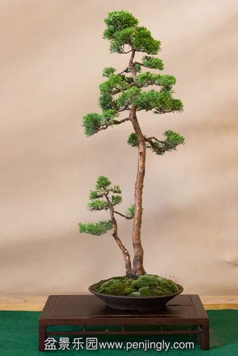 Arco Bonsai 2013 (42).jpg