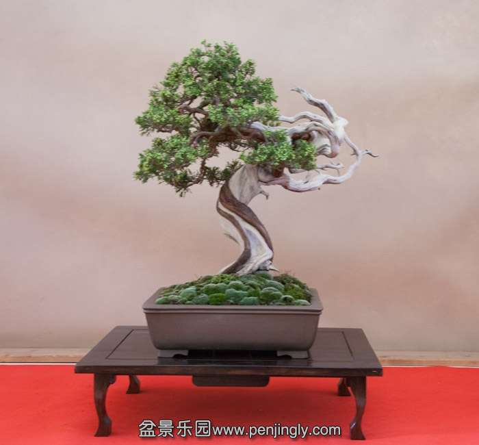 Arco Bonsai 2013 (53).jpg