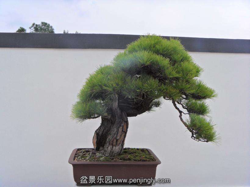 SDC13003.JPG