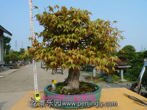 P1090317_.jpg