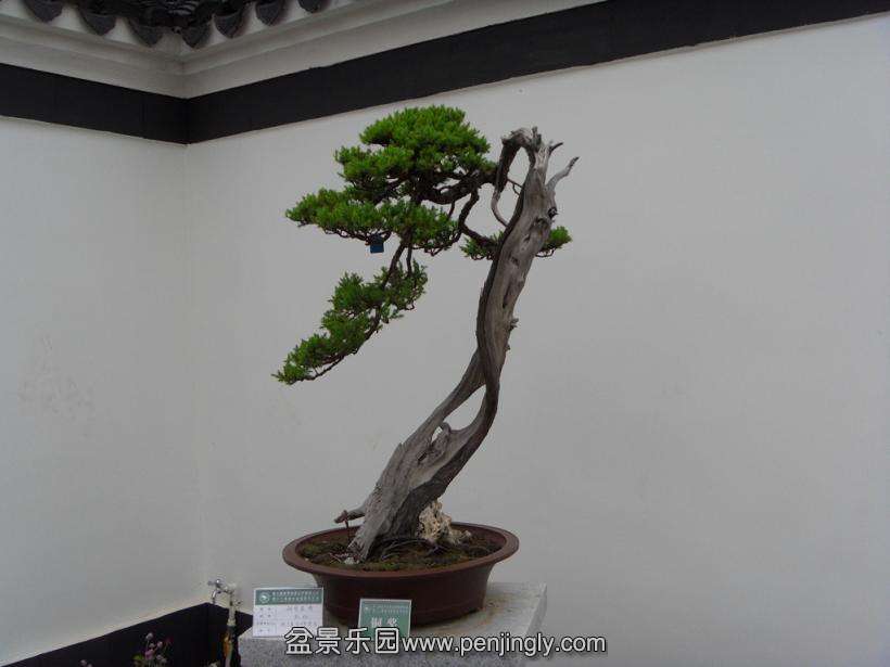 SDC13010.JPG