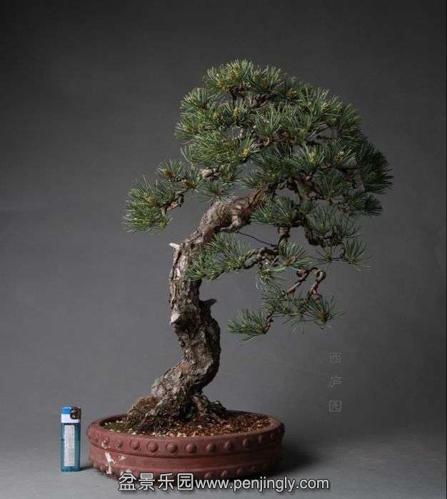 bonsai14C4.jpg