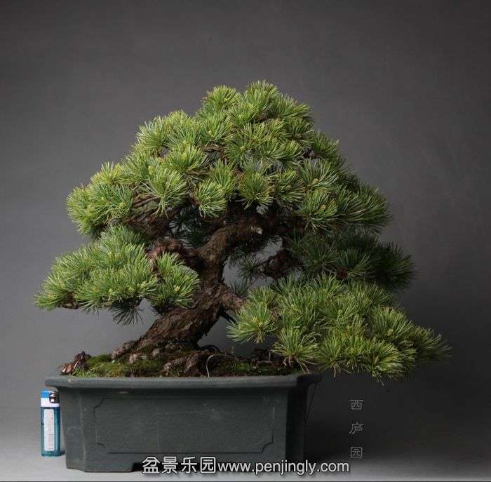 bonsai14C3.jpg