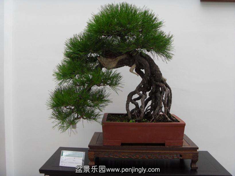 SDC13019.JPG