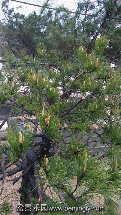 ���ڽ���