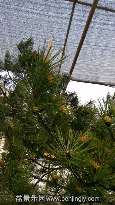 ���ڿ�����