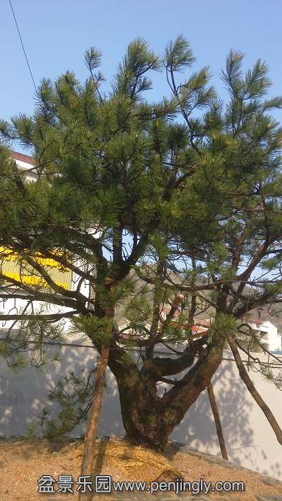 �ؼҵĻ�ɽ��