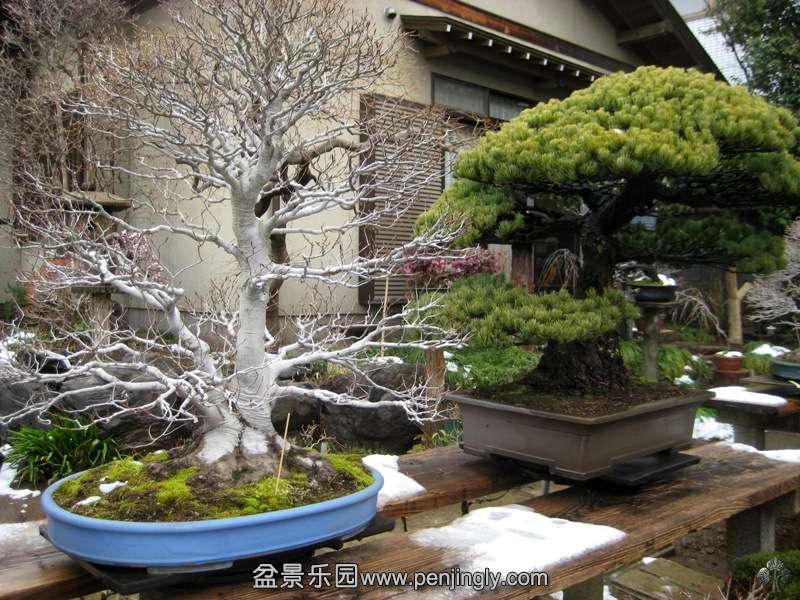 fuyoen_in_omiya_bonsai_village_20111228_1011700266.jpg