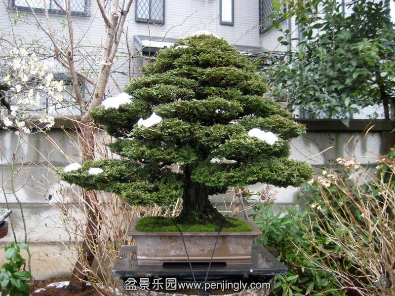 fuyoen_in_omiya_bonsai_village_20111228_1235328439.jpg
