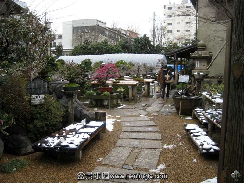 fuyoen_in_omiya_bonsai_village_20111228_1251594305.jpg