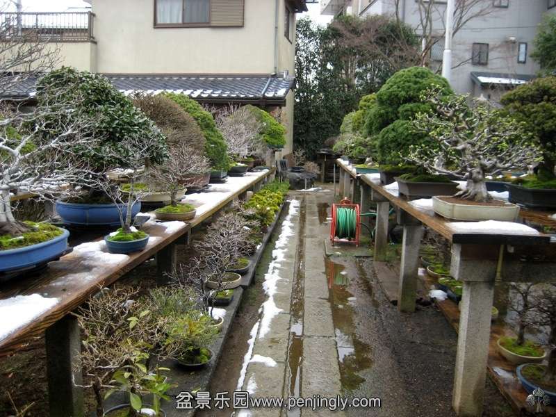 fuyoen_in_omiya_bonsai_village_20111228_1285870383.jpg