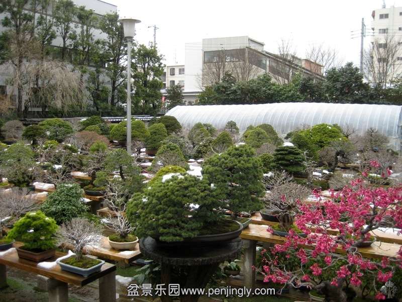 fuyoen_in_omiya_bonsai_village_20111228_1397295247.jpg