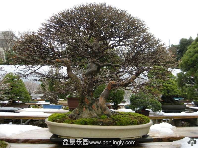 fuyoen_in_omiya_bonsai_village_20111228_1784304594.jpg