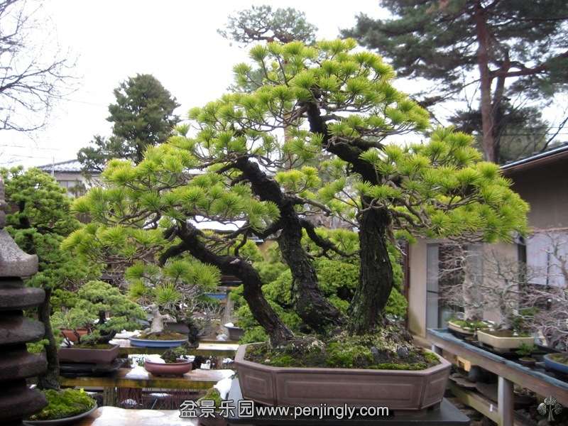 seikoen_in_omiya_bonsai_village_20111228_1029363462.jpg