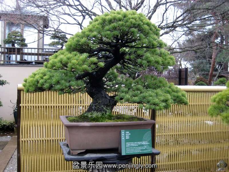 seikoen_in_omiya_bonsai_village_20111228_1363458528.jpg